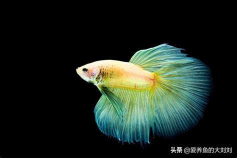 鬥魚壽命|泰國鬥魚可以活多久？如何延長鬥魚的壽命？